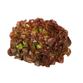 Salade Feuille de Chêne env 300 grs Bio