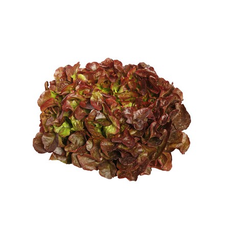 Salade Feuille de Chêne env 300 grs Bio