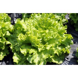 Salade Batavia Verte env 300 grs Bio