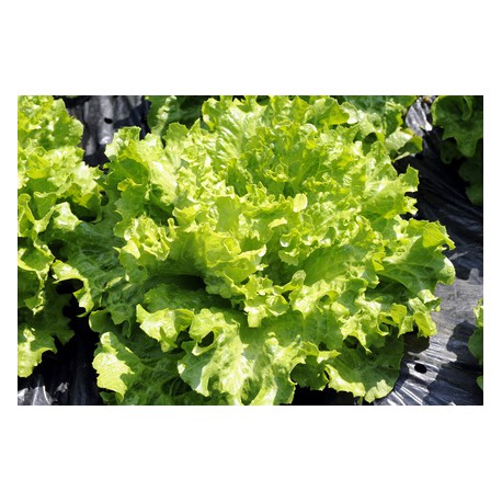 Salade Batavia Verte env 300 grs Bio