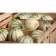 Melon Charentais 950/1100 grs