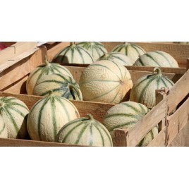 Melon Charentais 950/1100 grs