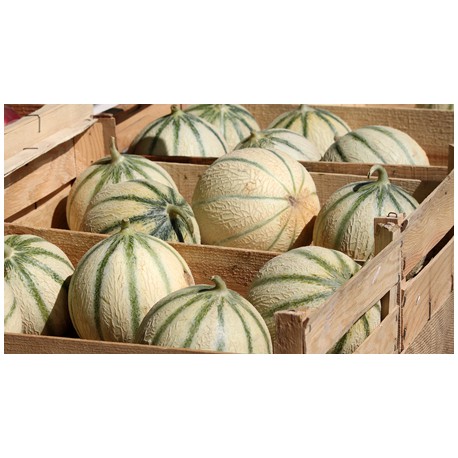 Melon Charentais 950/1100 grs