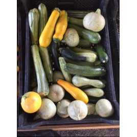 Courgettes longues en 1 kg