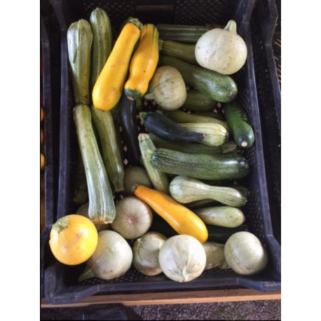 Courgettes longues en 1 kg