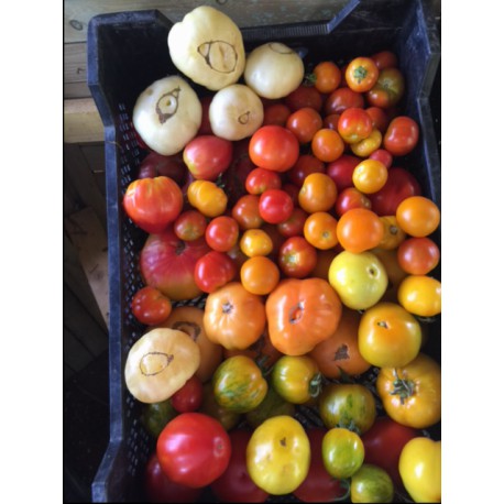 Mix de Tomates Anciennes 1 kg