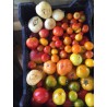 Mix de Tomates Anciennes 1 kg