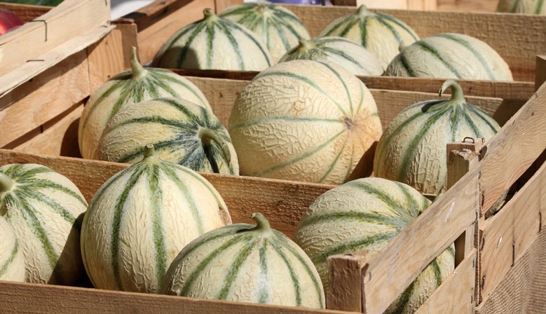 Melon charentais