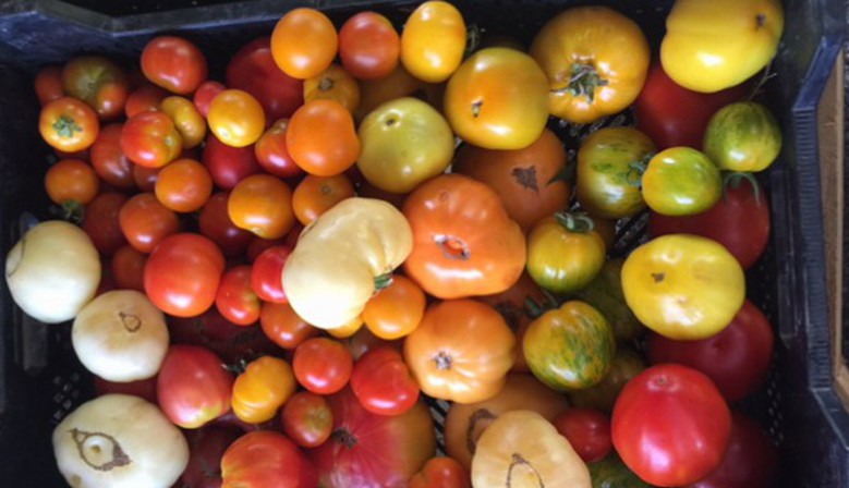 Mix de tomates anciennes